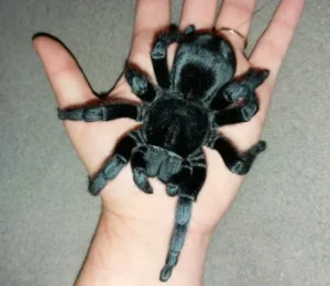 Photography Tips for Capturing Grammostola pulchra: Highlighting Their Velvet Texture