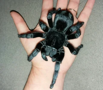 Photography Tips for Capturing Grammostola pulchra: Highlighting Their Velvet Texture