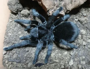 Grammostola pulchra in Indigenous Folklore: Myths of Protection and Misfortune