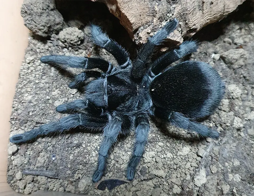 Seasonal Behavior Changes in Grammostola pulchra: Breeding and Migration Triggers