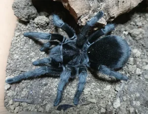 Hybridization Potential: Grammostola pulchra x Closely Related Species in Captivity
