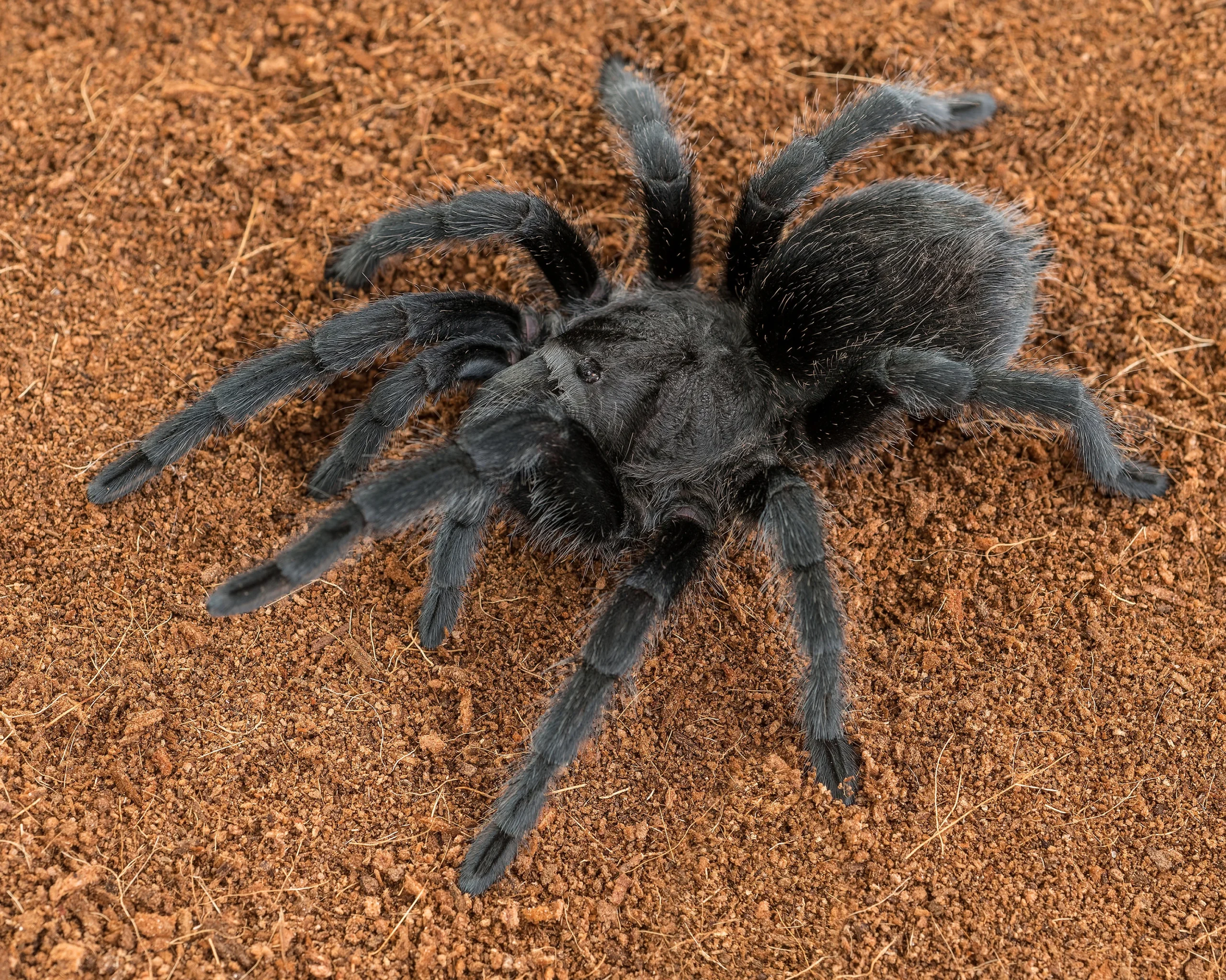 Burrow Architecture of Grammostola pulchra: Functional Design in Natural Habitats