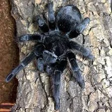 Urban Expansion and Grammostola pulchra: Habitat Fragmentation in Patagonian Grasslands
