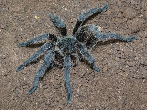 Close up of tarantula on soil, indicative of burrowing lifestyle.