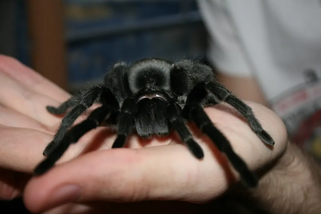 Grammostola pulchra being held, illustrating its docile reputation