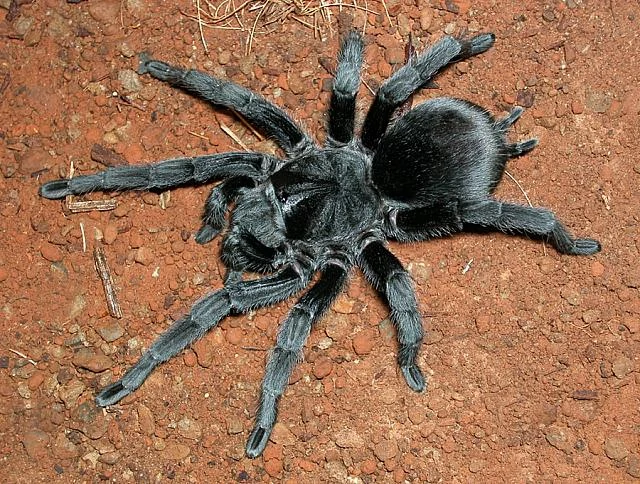 The Effect of Light Cycles on Grammostola pulchra Activity Patterns