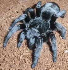 Future Conservation Plans for Grammostola pulchra: Community-Based Habitat Restoration